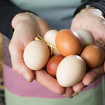 Hände mit Hühnereiern © Fotolia_Ingo Bartussek