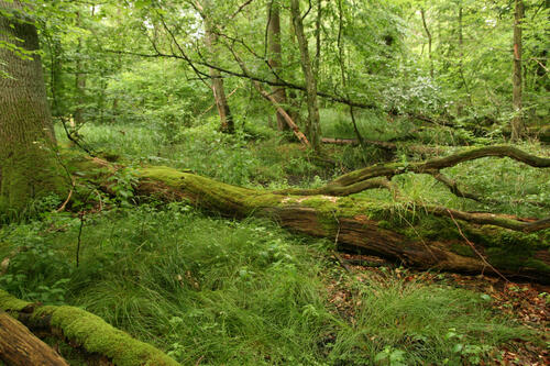 Woldeforst © Dominik Poniatowski/ DBU Naturerbe GmbH