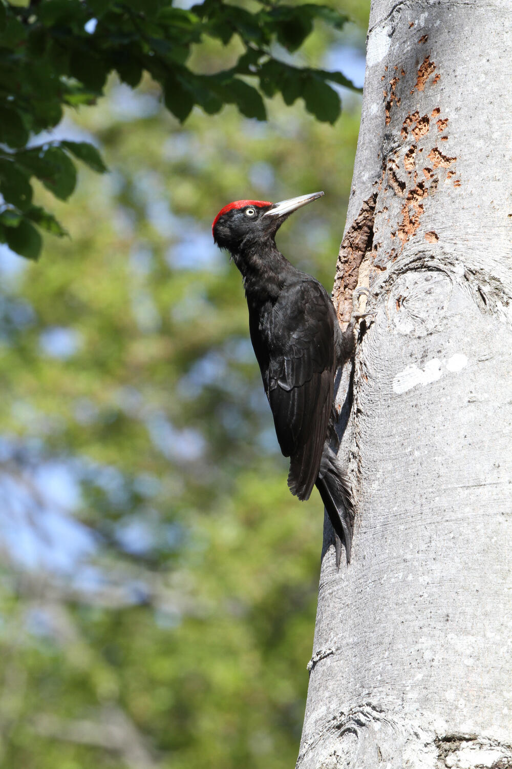 Schwarzspecht © piclease/ Hans-Joachim Fünfstück