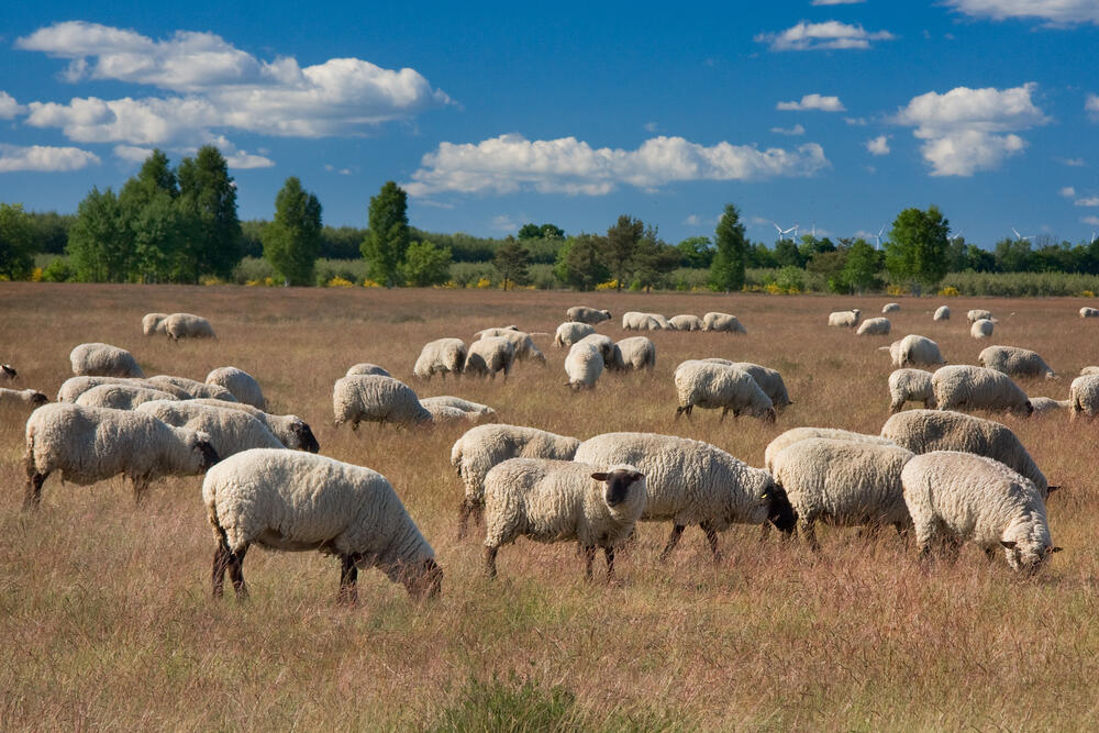 Schafbeweidung © Udo Steinhäuser