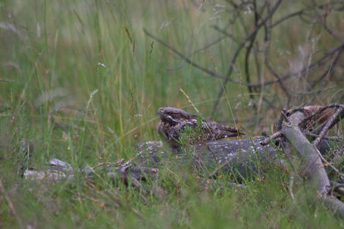 Ziegenmelker © Udo Steinhäuser