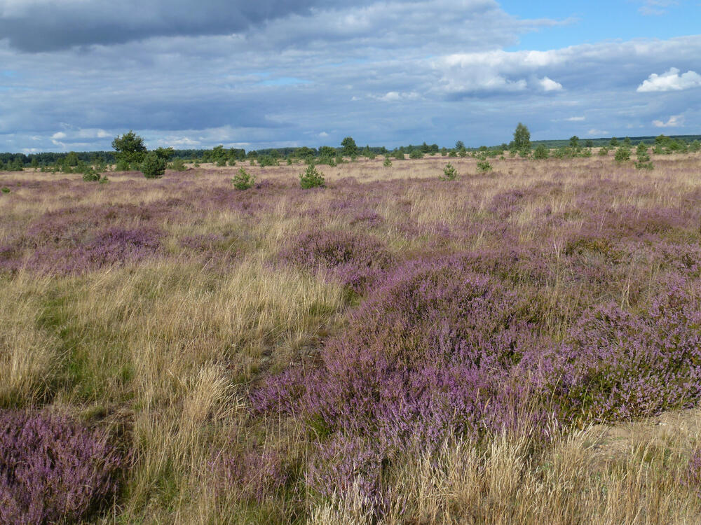 Marienfließ Offenland © Jörg Tillmann / DBU Naturerbe