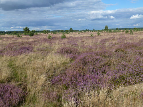 Marienfließ Offenland © Jörg Tillmann / DBU Naturerbe