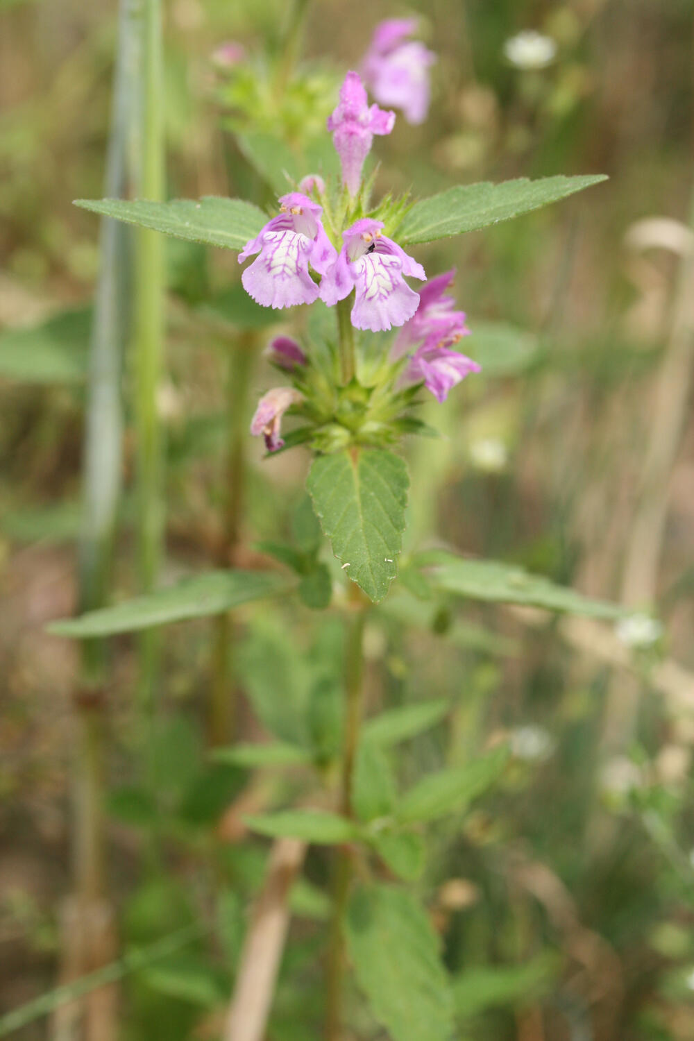 Breitblättriger Hohlzahn © Dominik Poniatowski / DBU Naturerbe