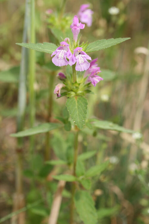 Breitblättriger Hohlzahn © Dominik Poniatowski / DBU Naturerbe