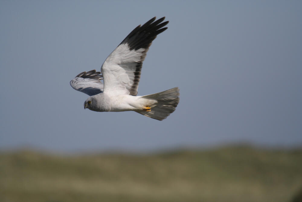 Kornweihe (Männchen) © Jochen Dirschke