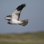 Kornweihe (Männchen) © Jochen Dirschke