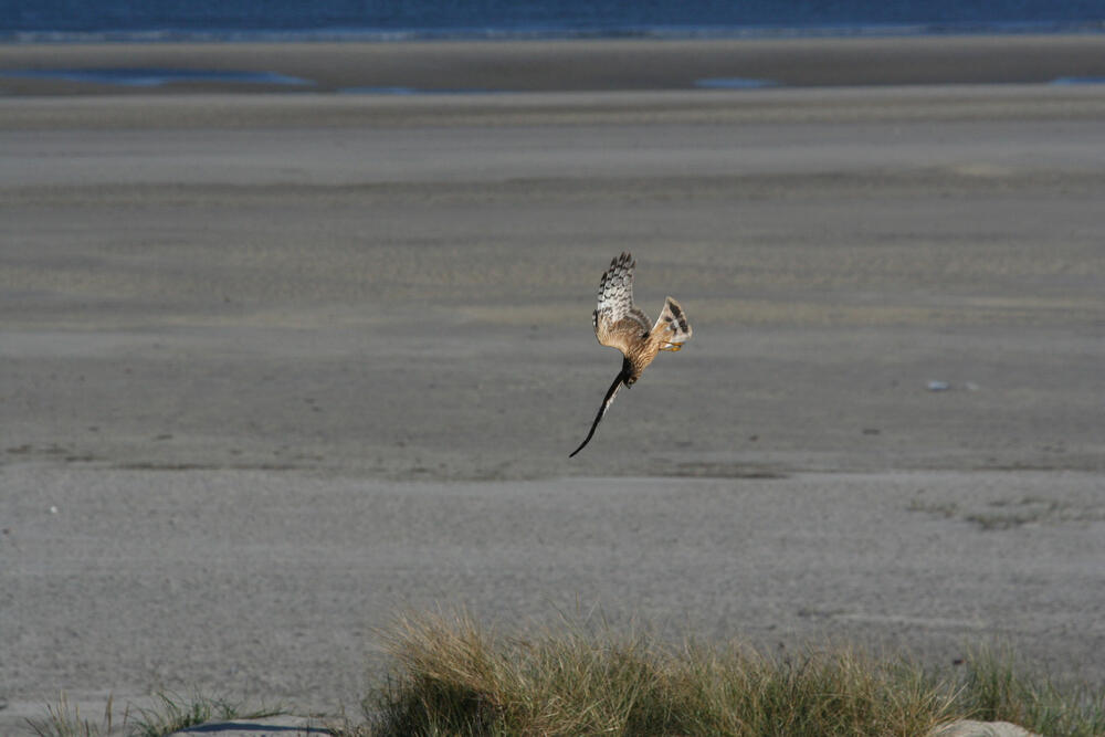 Kornweihe (Weibchen) © Reno Lottmann