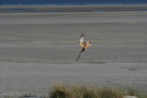 Kornweihe (Weibchen) © Reno Lottmann