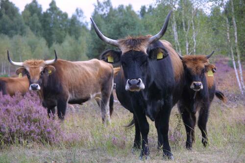 Rinder &copy; Hochschule Anhalt / Antje Lorenz