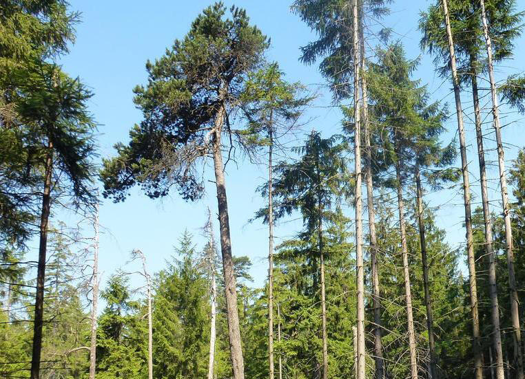 Hartmannsdorfer Forst &copy; Deutsche Bundesstiftung Umwelt