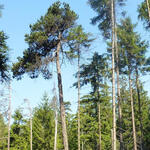 Hartmannsdorfer Forst © Deutsche Bundesstiftung Umwelt