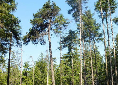 Hartmannsdorfer Forst &copy; Deutsche Bundesstiftung Umwelt