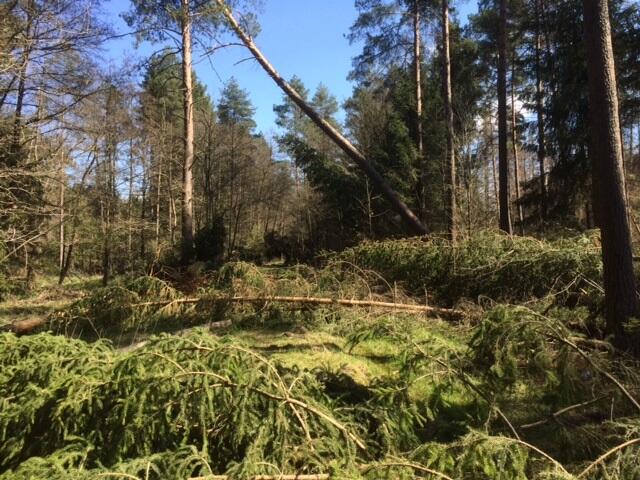 Windwurf: Nadelholz auf DBU-Naturerbefläche Tennenlohe 