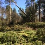 Windwurf: Nadelholz auf DBU-Naturerbefläche Tennenlohe 