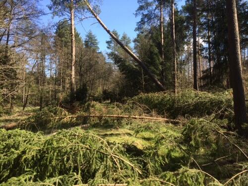 Windwurf: Nadelholz auf DBU-Naturerbefläche Tennenlohe 