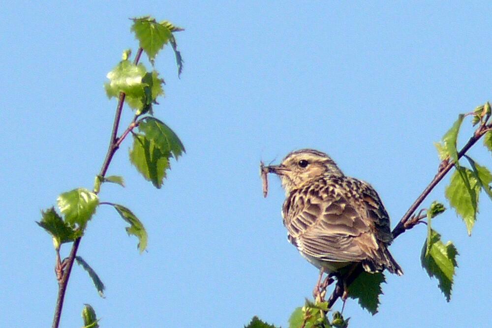 Heidelerche © Dirk Ferber