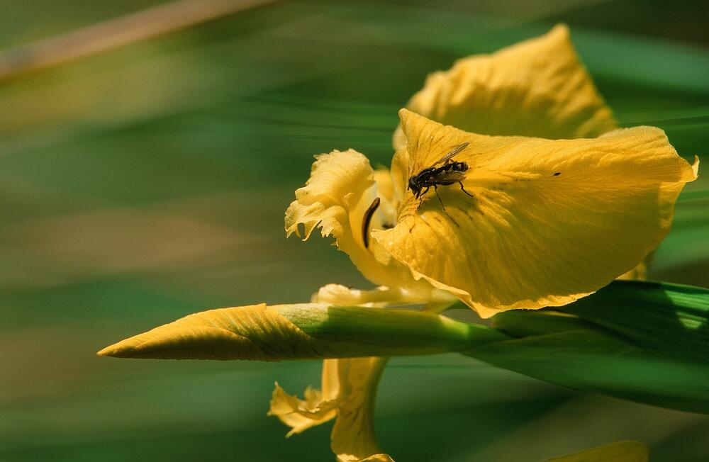 Gelbe Schwertlilie © Norbert Rosing