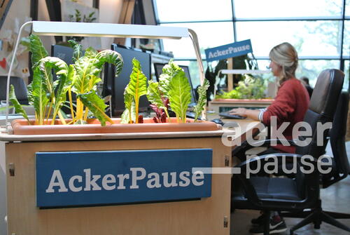 Frisches Grün: Pflanzkasten im Büro &copy; AckerCompany GmbH