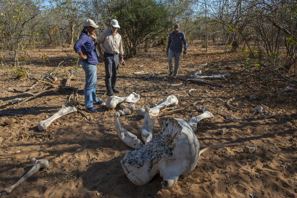 Elefantenüberreste  © Daniel Rosengren/ZGF