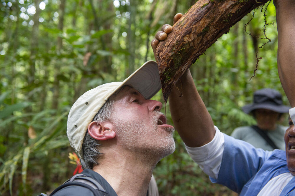 Christof Schenck trinkt aus einem Lianenstamm  © Daniel Rosengren/ZGF