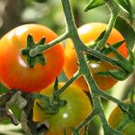 Tomaten &copy; Marco Pollini/piclease