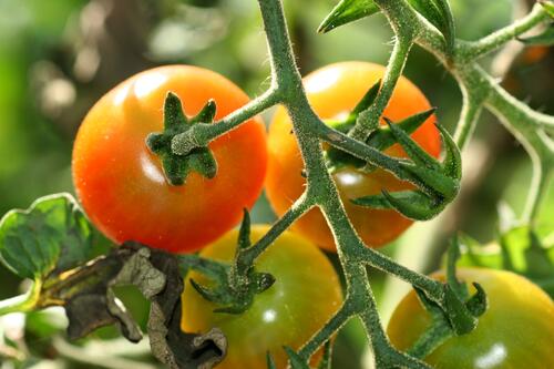 Tomaten &copy; Marco Pollini/piclease