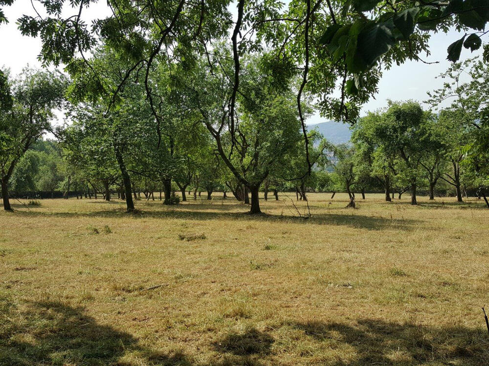 Streuobstwiese auf der DBU-Naturerbefläche Holtenser Berg © Denstorf/DBU Naturerbe