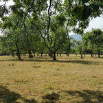 Streuobstwiese auf der DBU-Naturerbefläche Holtenser Berg © Denstorf/DBU Naturerbe