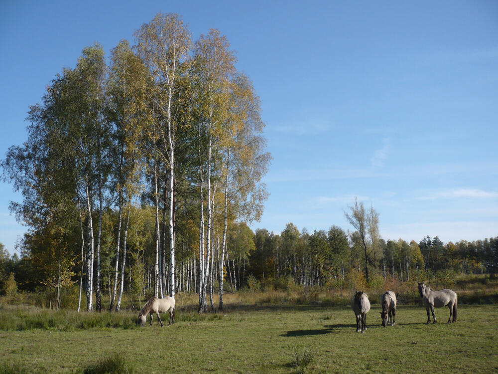 DBU-Naturerbefläche Himmelsgrund © Bundesforstbetrieb Thüringen-Erzgebirge
