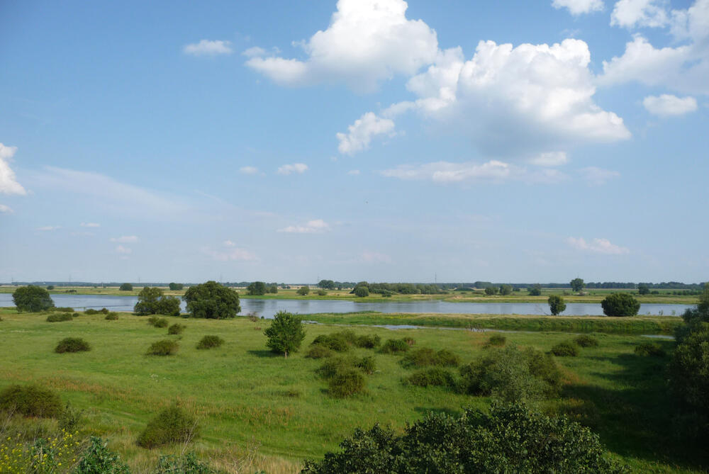 DBU-Naturerbefläche Ringfurther Elbauen © Fuellhaas/DBU Naturerbe