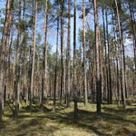 Kiefernforst Rüthnicker Heide 