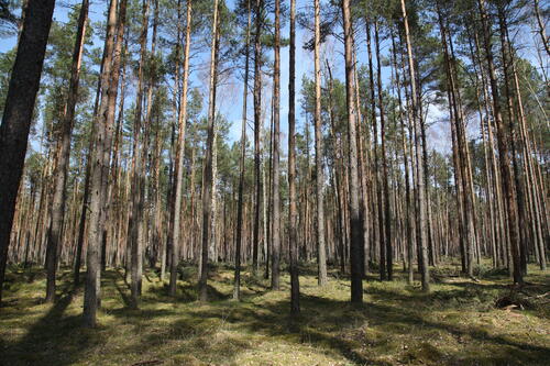 Kiefernforst Rüthnicker Heide 