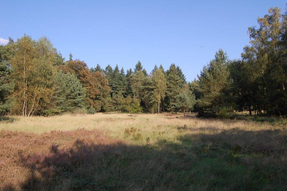 Sehen Sie selbst... © Bundesforst Niedersachsen