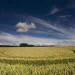 Weizenfeld © Falk Herrmann/piclease