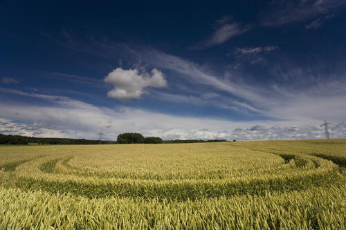 Weizenfeld © Falk Herrmann/piclease
