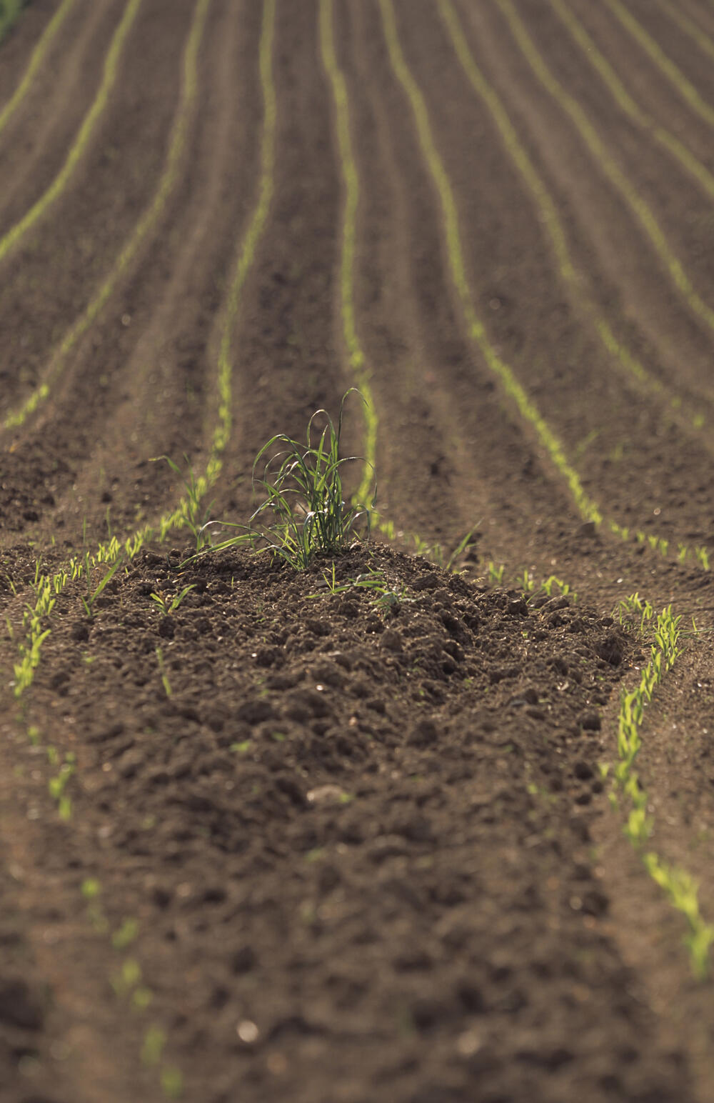 Getreidefeld © Artur Zink/piclease