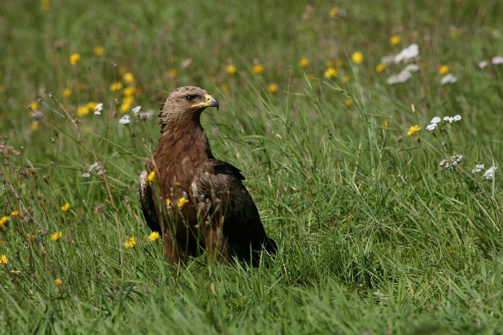 Schreiadler © Hans Glader / piclease