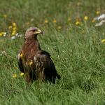 Schreiadler &copy; Hans Glader / piclease