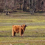 Schottisches Hochlandrind © Pia Löttert