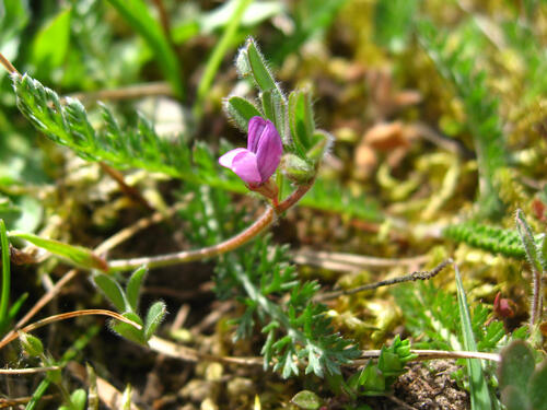 Platterbsen-Wicke © Tobias Leikauf/DBU Naturerbe