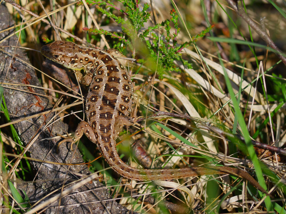 Zauneidechse © Werner Wahmhoff/DBU Naturerbe