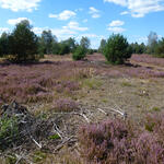 DBU-Naturerbefläche Glücksburger Heide © Jörg Tillmann/DBU Naturerbe