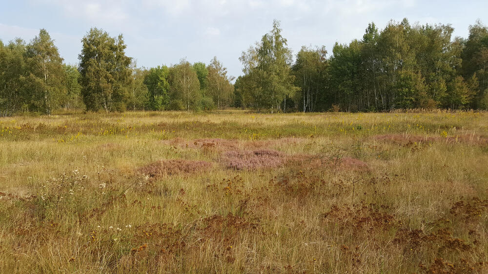 DBU-Naturerbefläche Kühnauer Heide © Jörg Tillmann/DBU Naturerbe