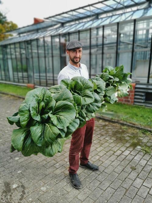 Pak Choi-Ernte © Pflanzentheke GmbH