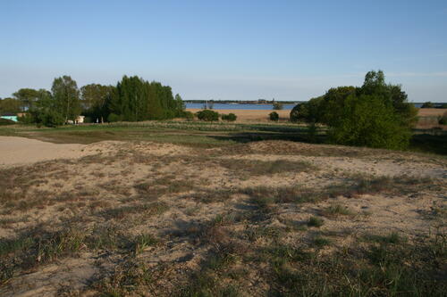 Altwarper Binnendüne © Dominik Poniatowski/DBU Naturerbe