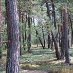 Kiefernwald Tennenlohe © Otto Denstorf/DBU Naturerbe