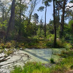 Naturnaher Wald auf DBU-Naturerbefläche Authausener Wald © Michelle Liedtke/DBU Naturerbe