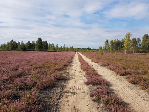 Heidefläche im DBU Naturerbe © Lisa-Marie Hille/DBU Naturerbe