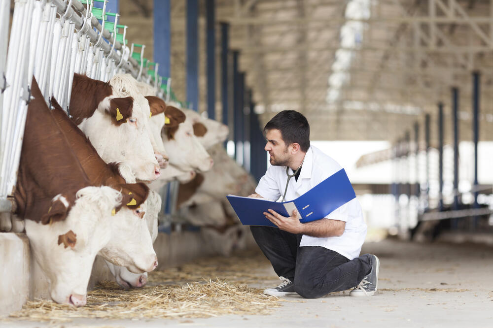 Tierarzt und Kühe, Sanfte Medizin für gesunde Tiere © ellisia - stock.adobe.com